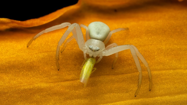 crab spider eating leaf hopper