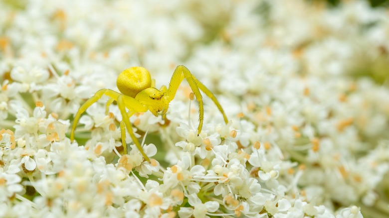 goldenrod crab spider on flowers