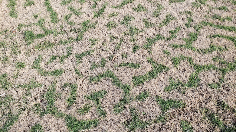 Patterned grass becoming dormant