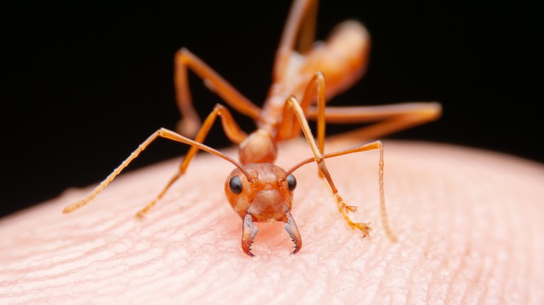 fire ant on a person's finger