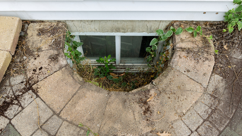 Overgrown moldy window well