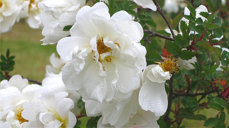 The Fragrant Flower Martha Stewart Loves Having In Her Garden