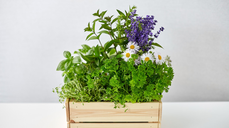 Chamomile, basil, and other plants growing in a box