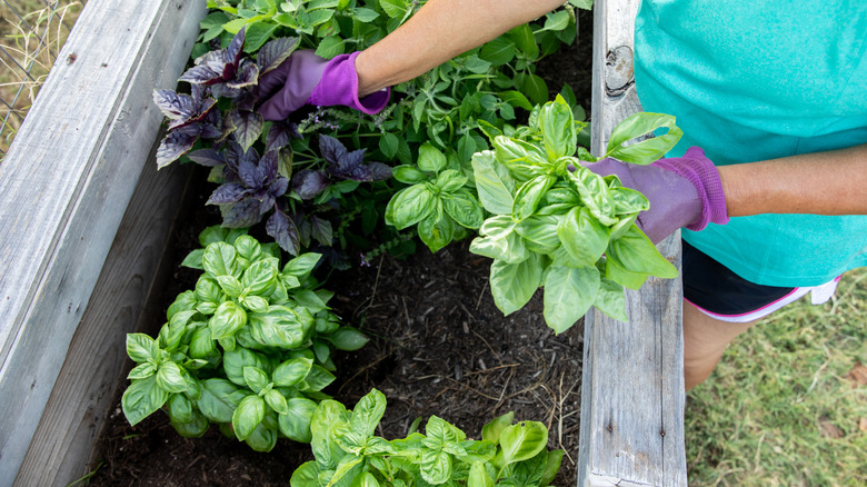 Woman tending to basil plants in her raised garden bed