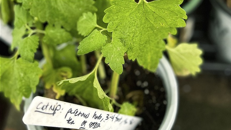 Close-up of a catnip plant