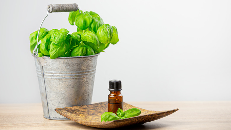basil plant with essential oil