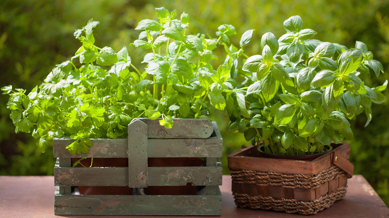 herbs in garden containers