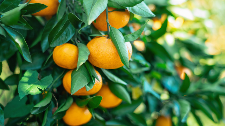 tangerine tree