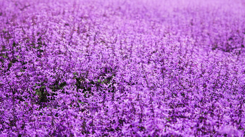 Catmint blooms in clusters