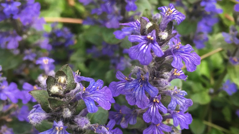 Purple blossoms of lyreleaf sage