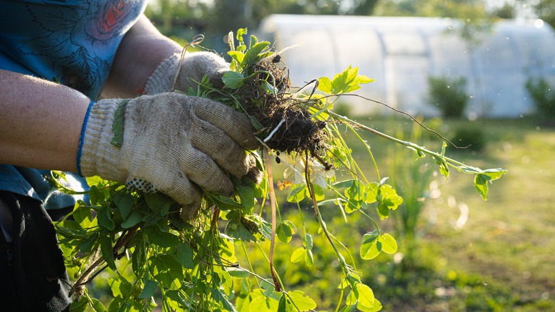 Person removing garden weeds