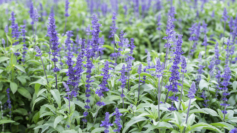 Sage with purple flowers