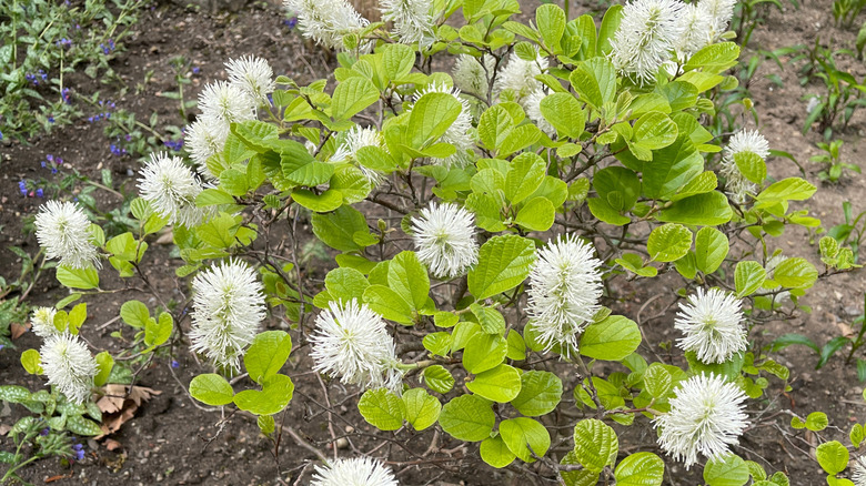 A young Fothergilla shrub in full bloom