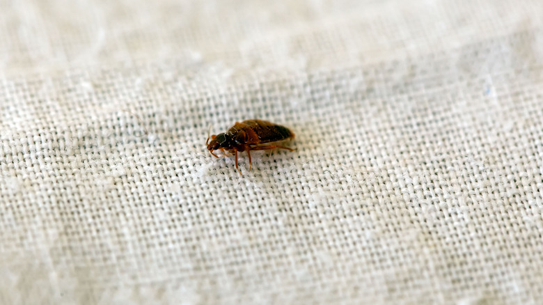 A bed bug crawling along a piece of fabric