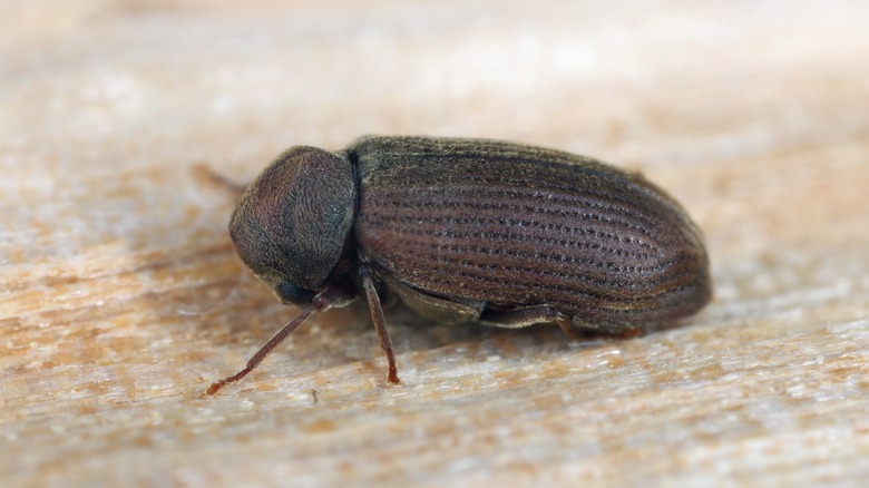 common furniture beetle crawling onwood