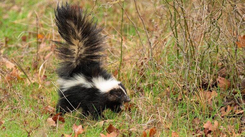 Skunk walking in the grass