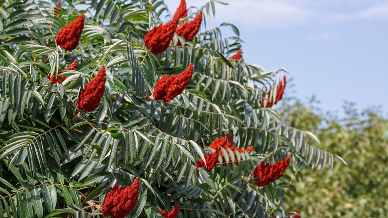 flowering sumac bush