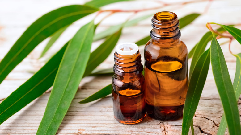 eucalyptus oil and leaves