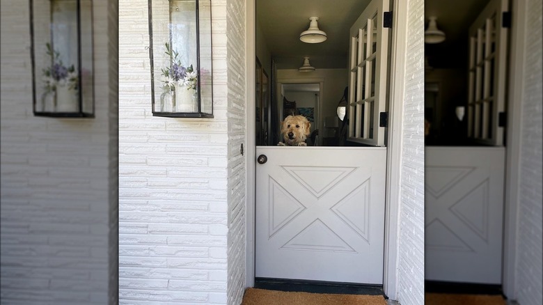 Dutch door with dog peeking over