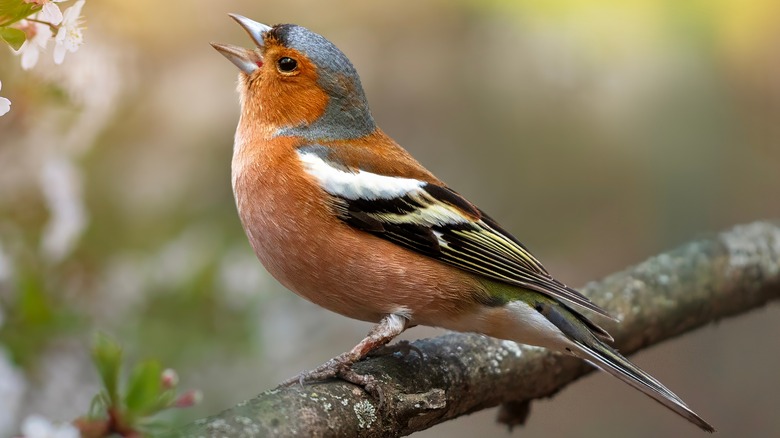 bird sitting on branch singing