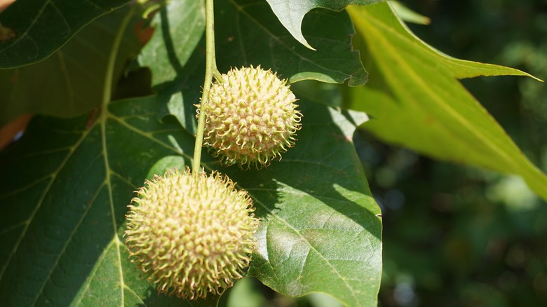 closeup of London planetree fruit