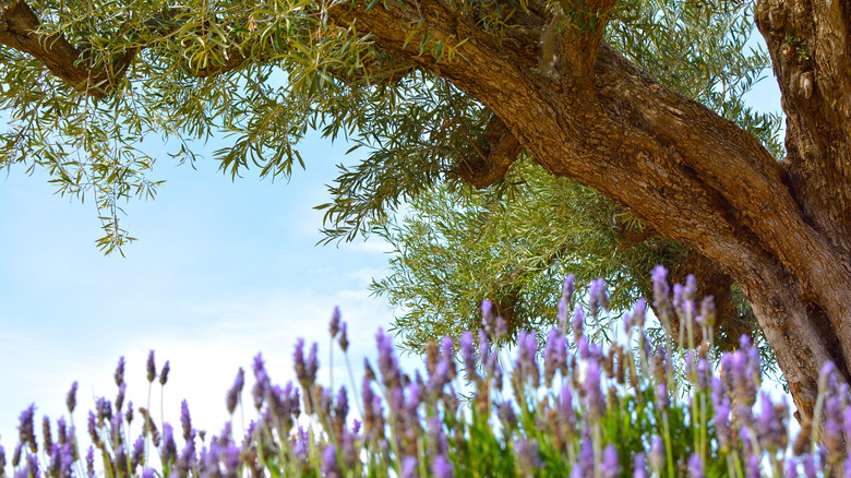 Olive tree in lavender field 