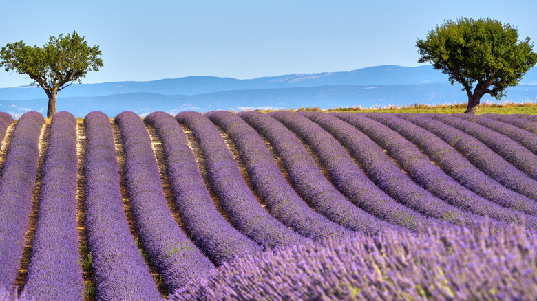 Lavender field with olive trees in the distance 