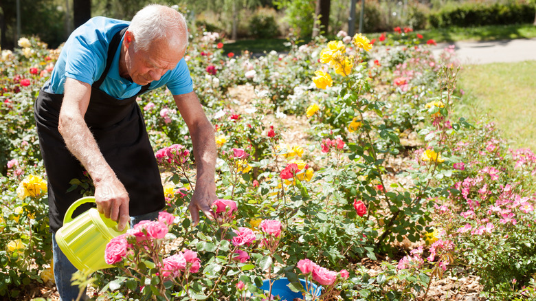 Man watering rose garden