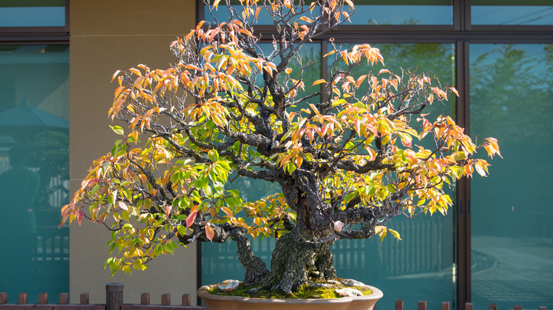bonsai apricot tree near home