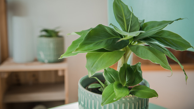 dwarf banana tree in home