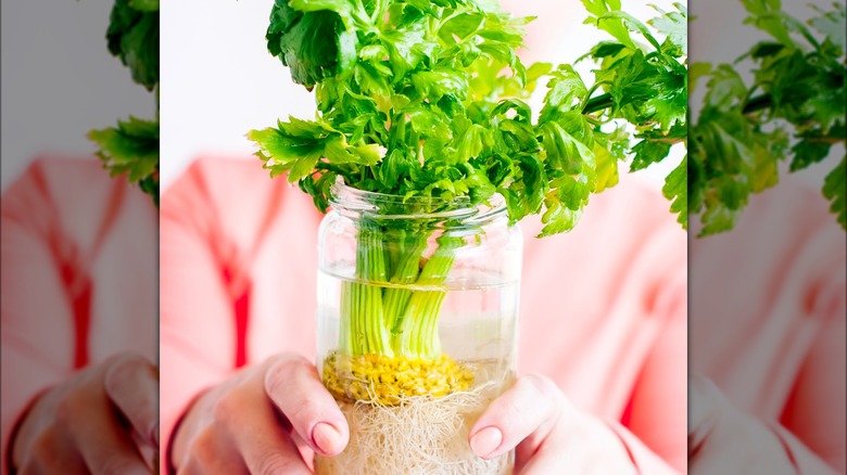 celery growing in water