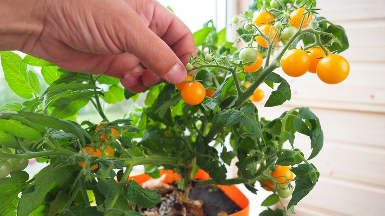 person harvesting yellow cherry tomatoes