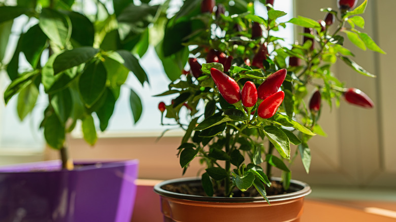 potted chili pepper plant