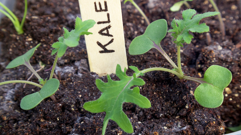 green kale sprouting in soil
