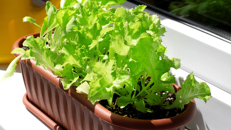 lettuce plant on windowsill