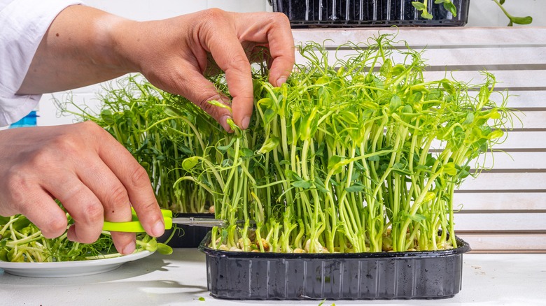 person harvesting microgreens with scissors