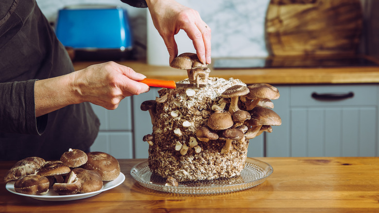 person harvesting mushrooms on table