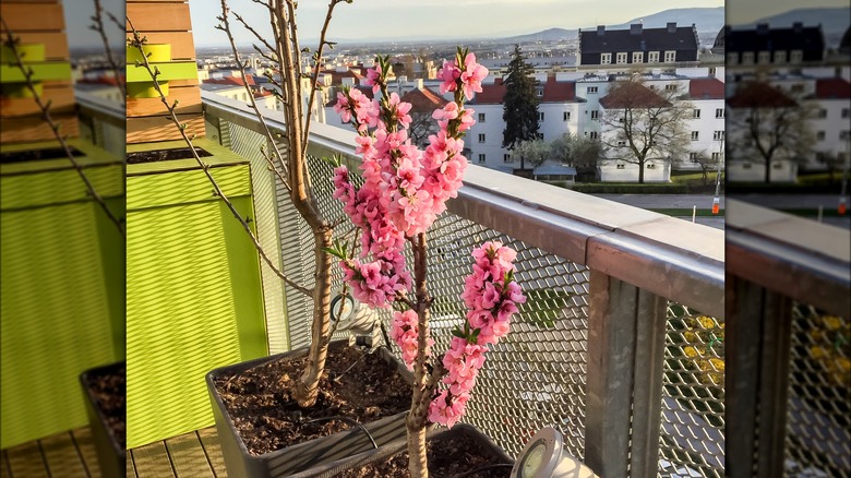 dwarf peach tree on bacony