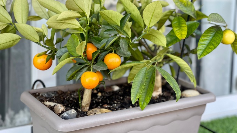 potted citrus tree near home