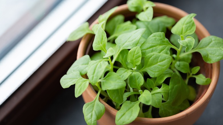 potted spinach on windowsill