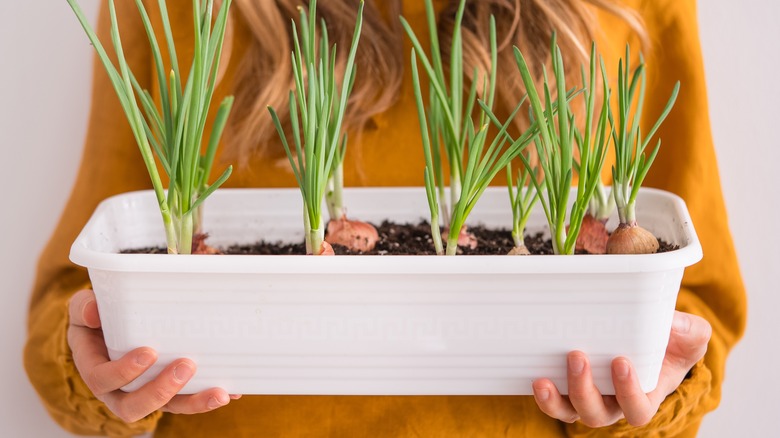 green onions in white planter