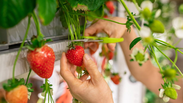 strawberries in vertical garden