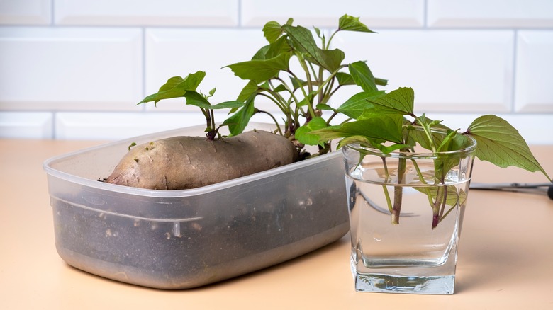 sweet potato growing indoors