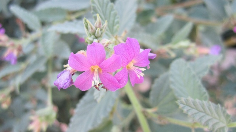 Melochia tomentosa flower