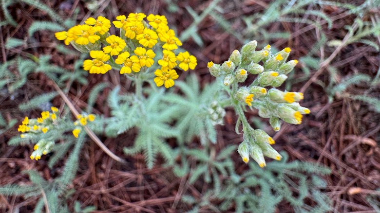 Woolly yarrow plant with yellow blooms growing in pine needles