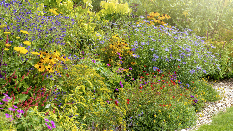 Colorful flowers growing in tall shrub-filled garden