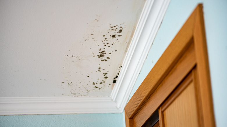 mold growing in corner of ceiling