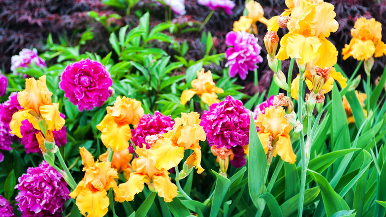 pink peonies yellow irises