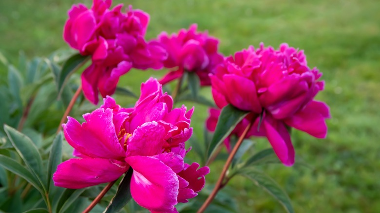 pink peony flowers