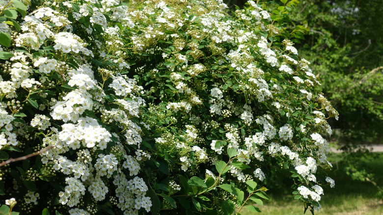 A large spirea bush blooms with white flowers.